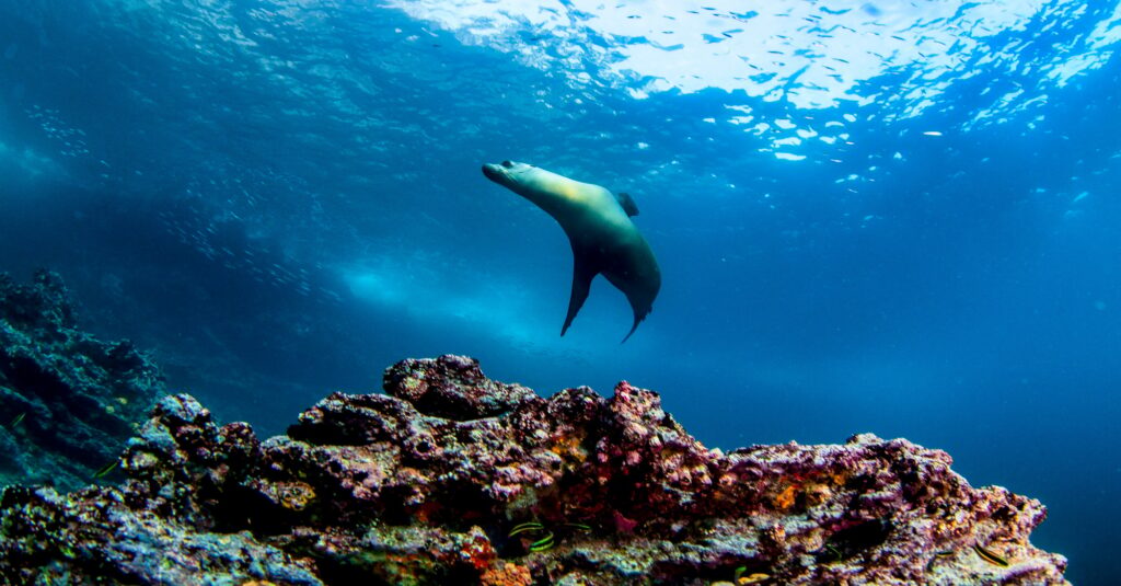 Galapagos fur seal (Arctocephalus galapagoensis) swimming in tropical underwaters